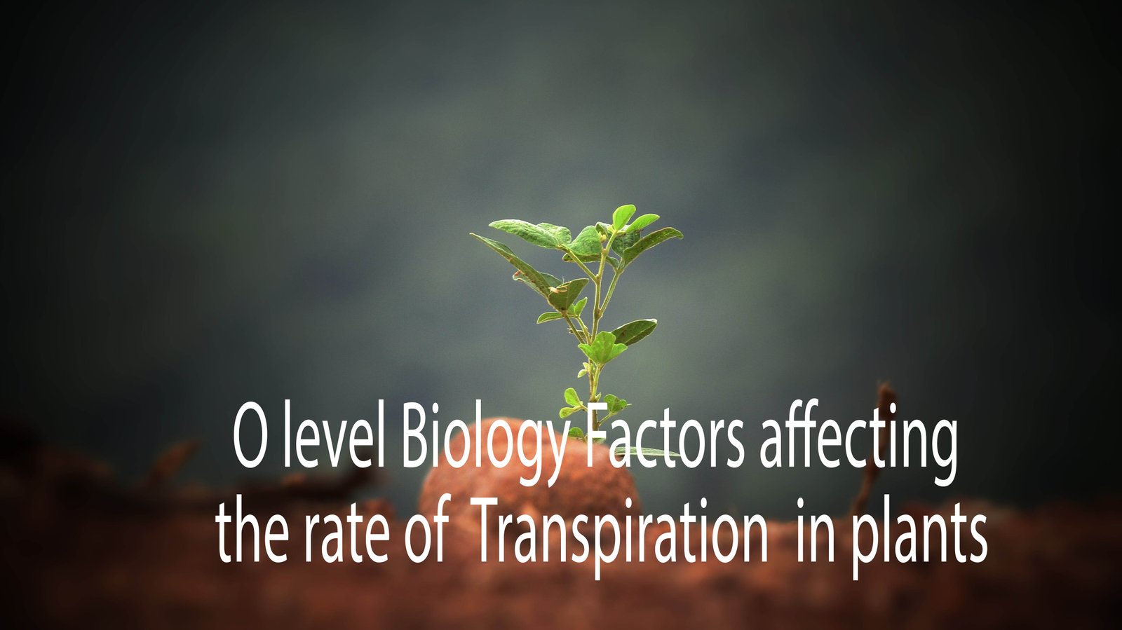 O Level Biology Factors Affecting The Rate Of Transpiration In Plants ...