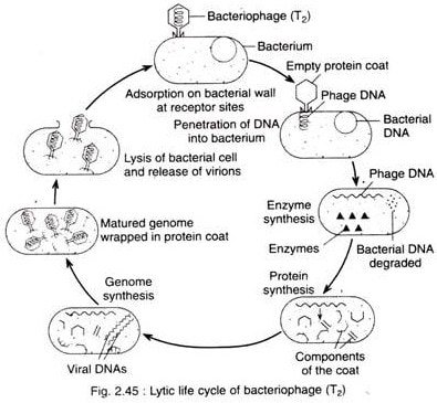 Complete O/L notes biology: VIRUS - cameroongcerevision.com