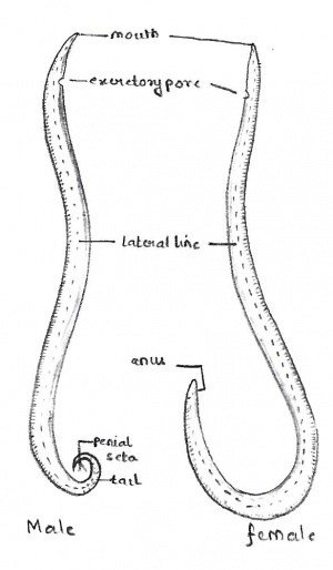 300px-Labelled_diagram_of_ASCARIS - cameroongcerevision.com