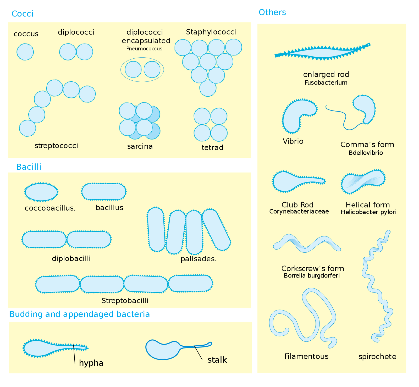 Bacterial Morphology Amp Anatomy - Riset