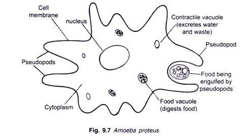 Complete O/L notes biology: CHP.5 AMOEBA - cameroongcerevision.com