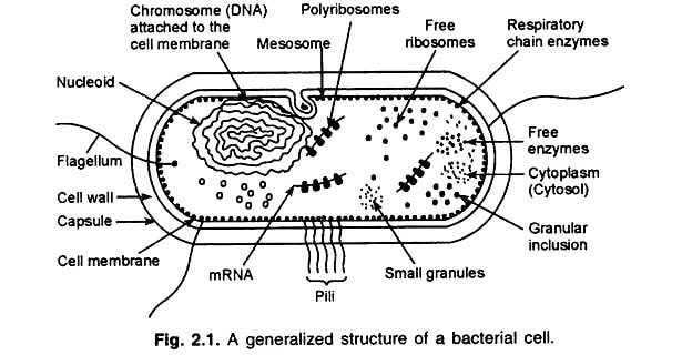 Complete O/L notes biology: CHP.4 Bacteria - cameroongcerevision.com