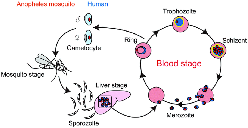 life-cycle-of-plasmodium-falciparum-blood-academy