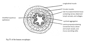 Fig TS of the human esophagus