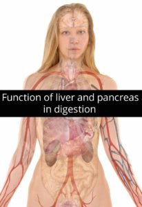 Function of liver and pancreas in digestion