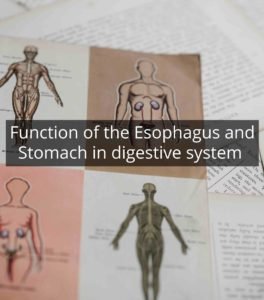 Function of the Esophagus and Stomach in digestive system