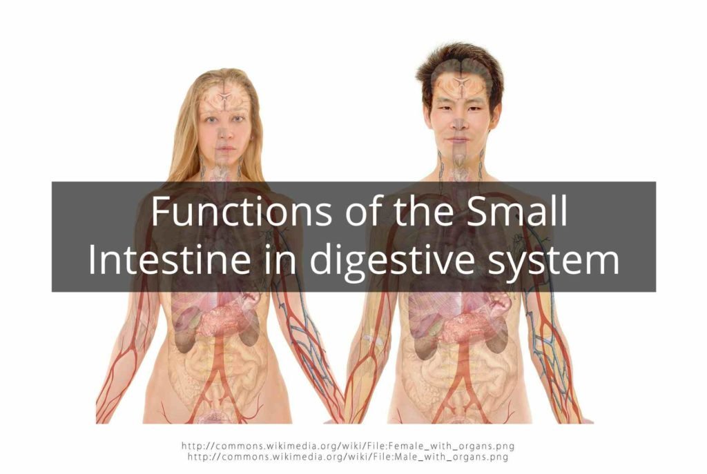 describe the functions of the three parts of the small intestine