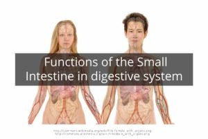 Functions of the Small Intestine in digestive system