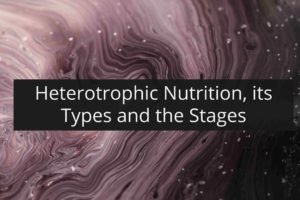 Heterotrophic Nutrition, its Types and the Stages