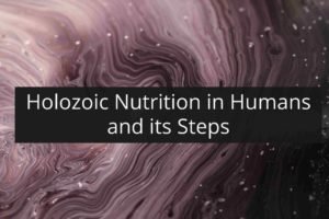 Holozoic Nutrition in Humans and its Steps