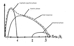 phase of gastric secretion related to acid output