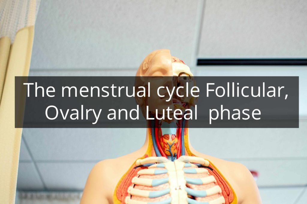 The menstrual cycle Follicular , Ovalry and Luteal phase