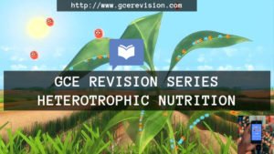 heterotrophic nutrition