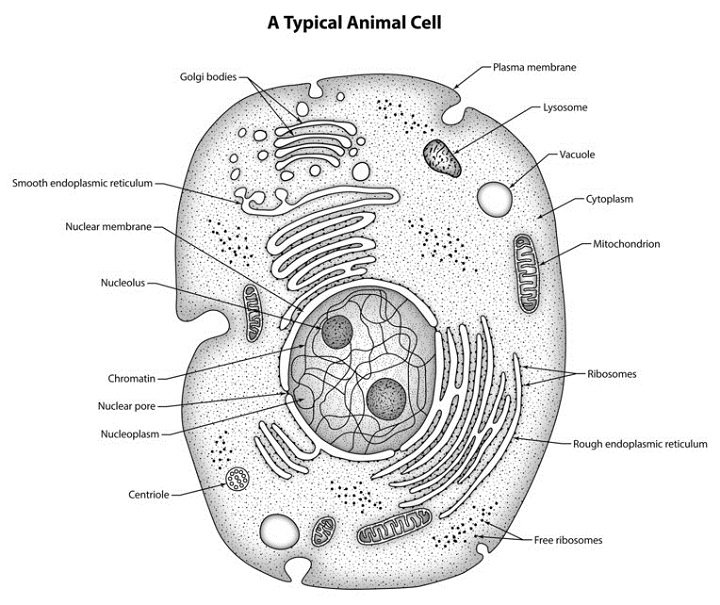 Example image